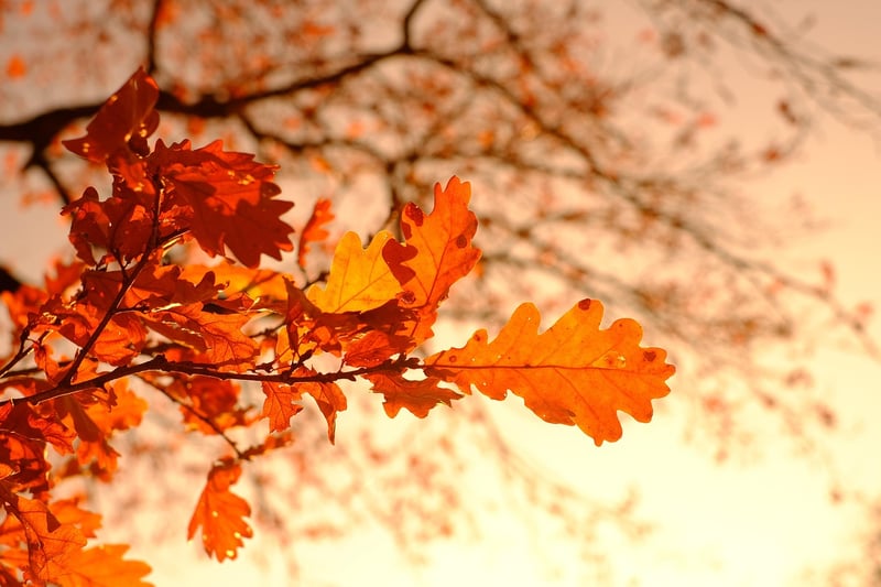 Colorful Foliage