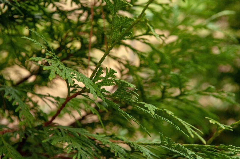 Arborvitae