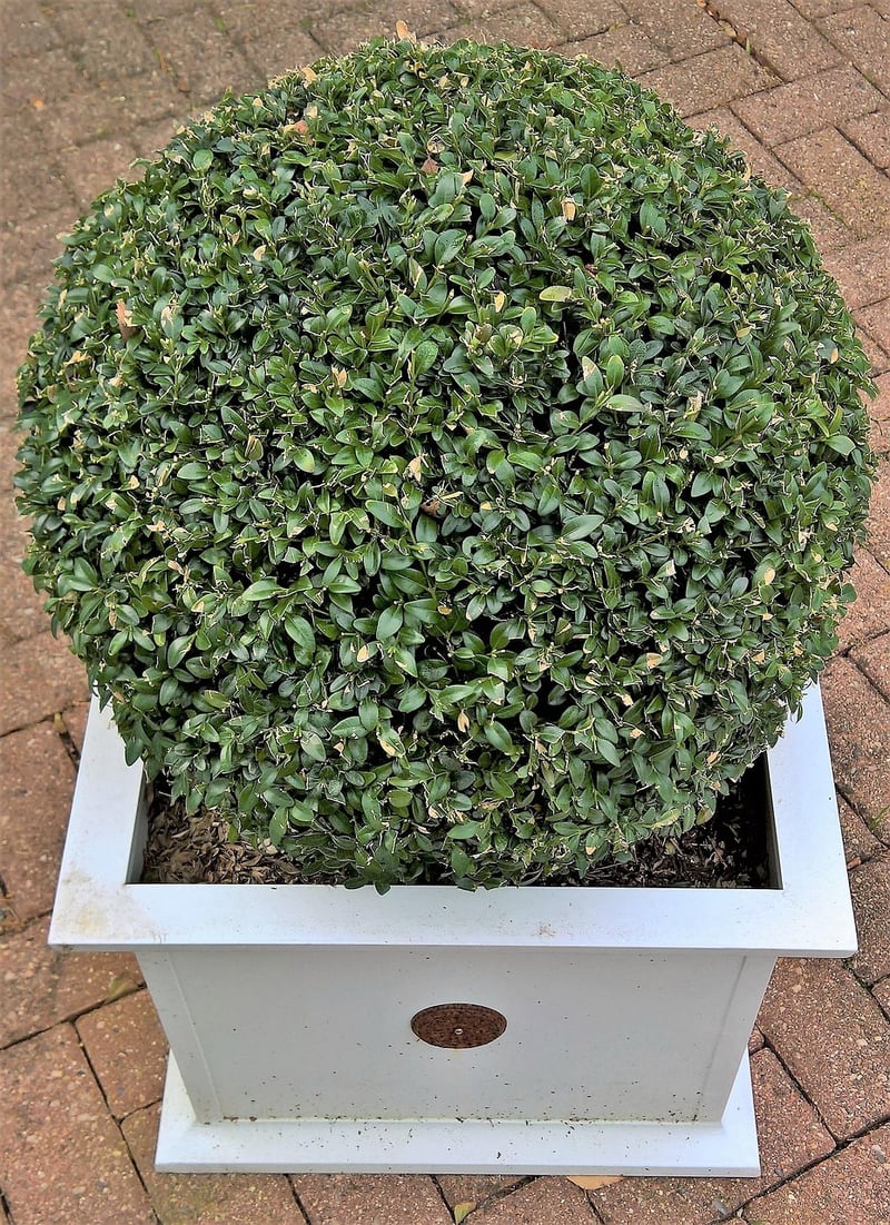 Boxwood