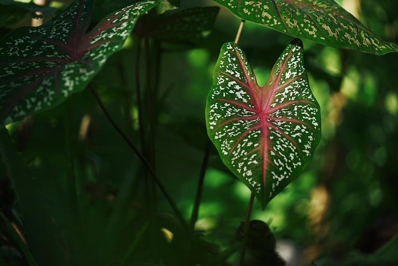Caladium Plant