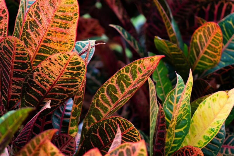 Croton Plant