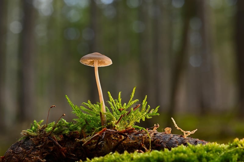 Fairy Garden Mushroom Woodland