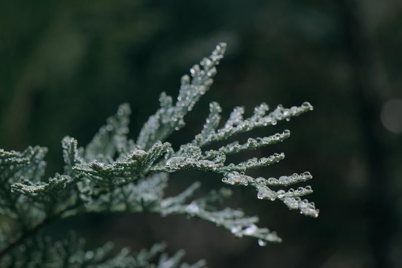 Juniper